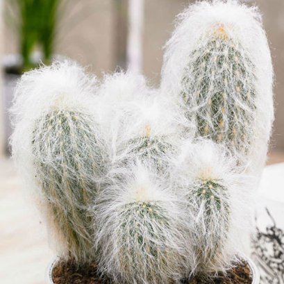 เมล็ด Espostoa lanata